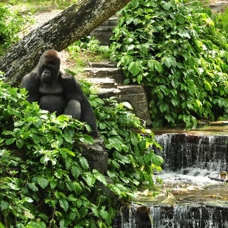 Gorilla-Bachelors-Waterfall-Resting-1x1