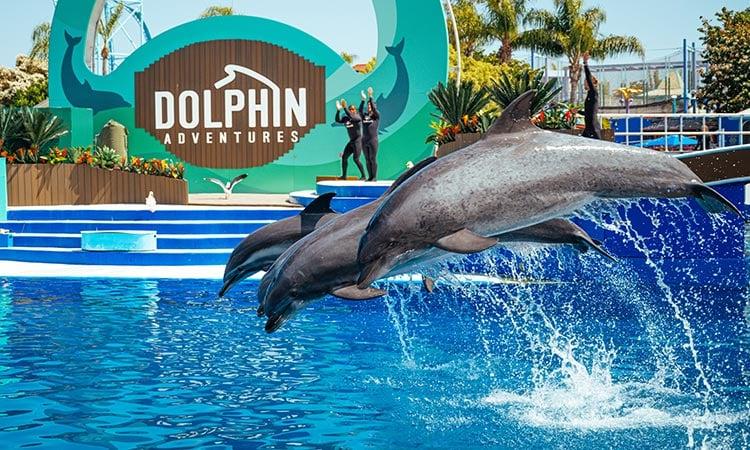 750x450-SWC-Dolphin-Adventures